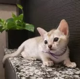 シンガプーラ