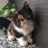 エキゾチックショートヘア