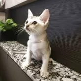シンガプーラ
