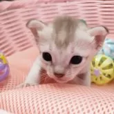 シンガプーラ