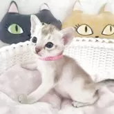 シンガプーラ