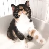 エキゾチックショートヘア