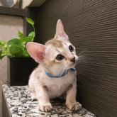 シンガプーラ