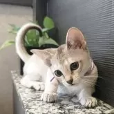 シンガプーラ