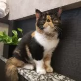 エキゾチックショートヘア