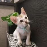 シンガプーラ
