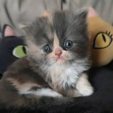 エキゾチックショートヘア