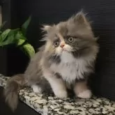 エキゾチックショートヘア