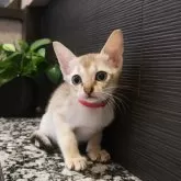 シンガプーラ