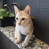 シンガプーラ【埼玉県・男の子・2025年7月11日・セピアアグーティ】の写真6「性格も穏やかです💕」