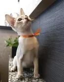 シンガプーラ【埼玉県・男の子・2025年7月11日・セピアアグーティ】の写真4「毛質も良く本当に美しい子です✨✨✨」