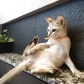 シンガプーラ【埼玉県・男の子・2025年7月11日・セピアアグーティ】の写真8