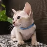 シンガプーラ【埼玉県・男の子・2025年7月18日・セピアアグーティ】の写真7