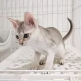 シンガプーラ【埼玉県・女の子・2025年3月18日・セピアアグーティ】の写真7