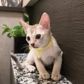 シンガプーラ【埼玉県・男の子・2025年7月11日・セピアアグーティ】の写真3