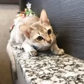 シンガプーラ【埼玉県・男の子・2025年7月11日・セピアアグーティ】の写真8