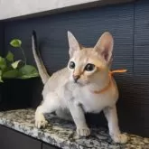 シンガプーラ【埼玉県・男の子・2025年7月11日・セピアアグーティ】の写真3