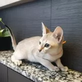 シンガプーラ【埼玉県・男の子・2025年7月11日・セピアアグーティ】の写真2