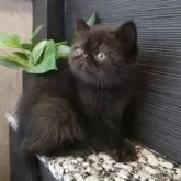 エキゾチックショートヘア【埼玉県・男の子・2025年4月14日・ブラック】の写真8