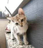 シンガプーラ【埼玉県・男の子・2025年7月11日・セピアアグーティ】の写真13