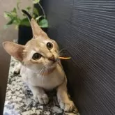 シンガプーラ【埼玉県・男の子・2025年7月11日・セピアアグーティ】の写真5