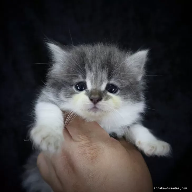 ID：2405-01592の子猫