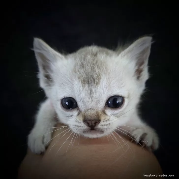 ID：2405-02003の子猫