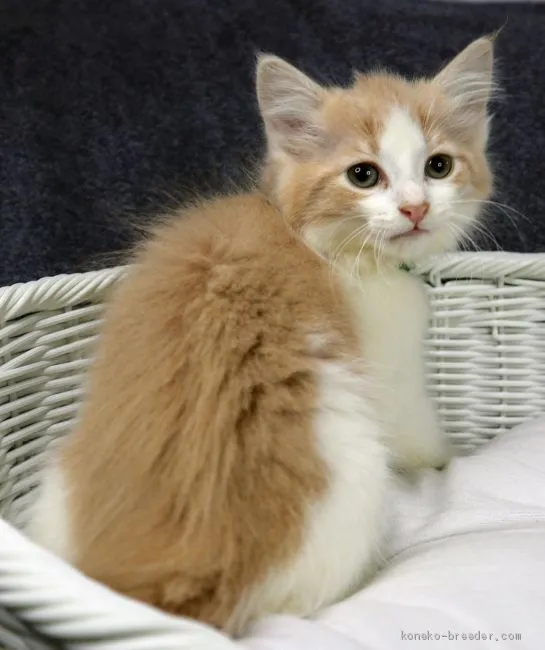 ID：2004-00153の子猫