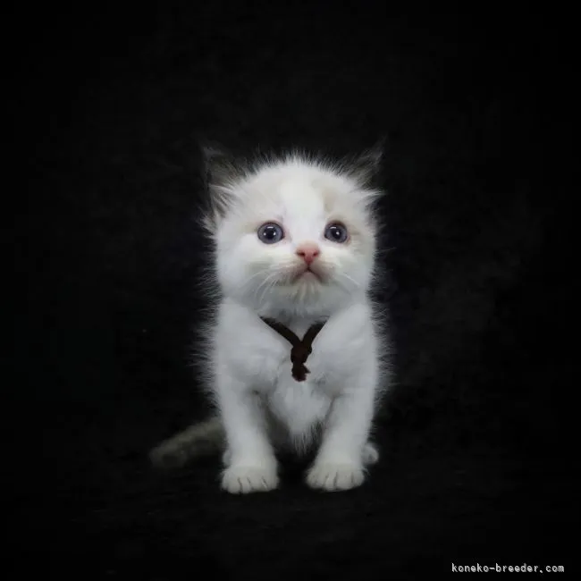 ID:2205-00937の子猫