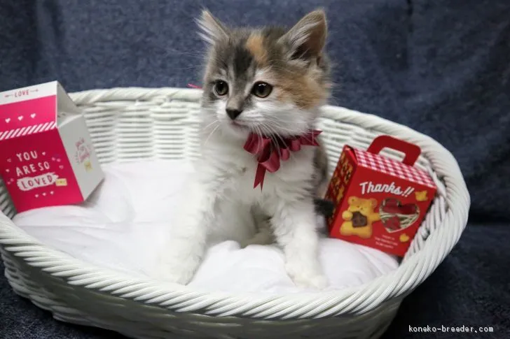 ID:1912-00639の子猫