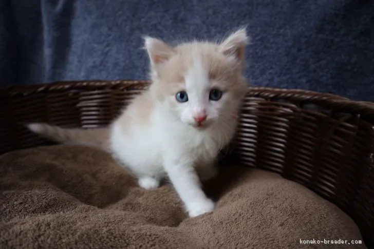 ID：1907-01113の子猫