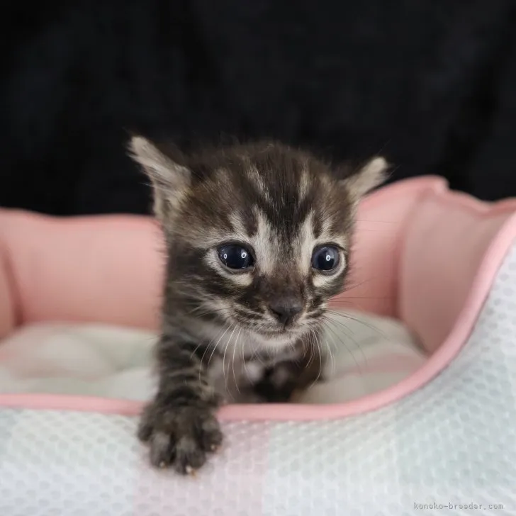 ID:2308-00156の子猫