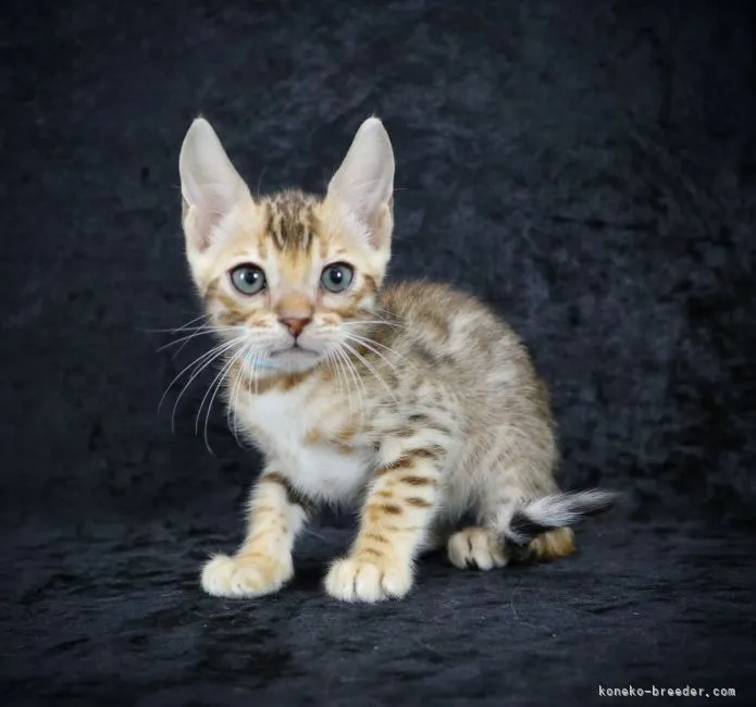 ID：2111-00011の子猫