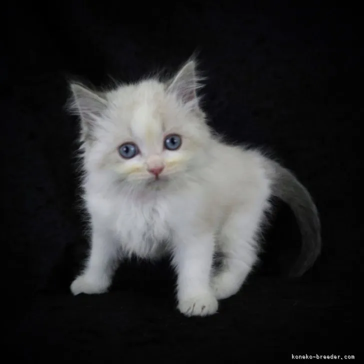 ID:2303-02383の子猫