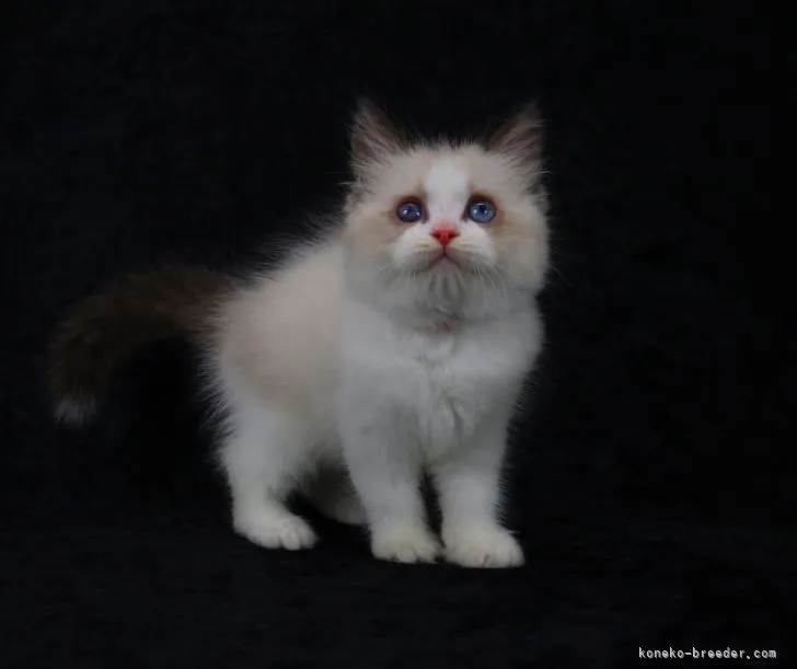 ID:2107-01386の子猫