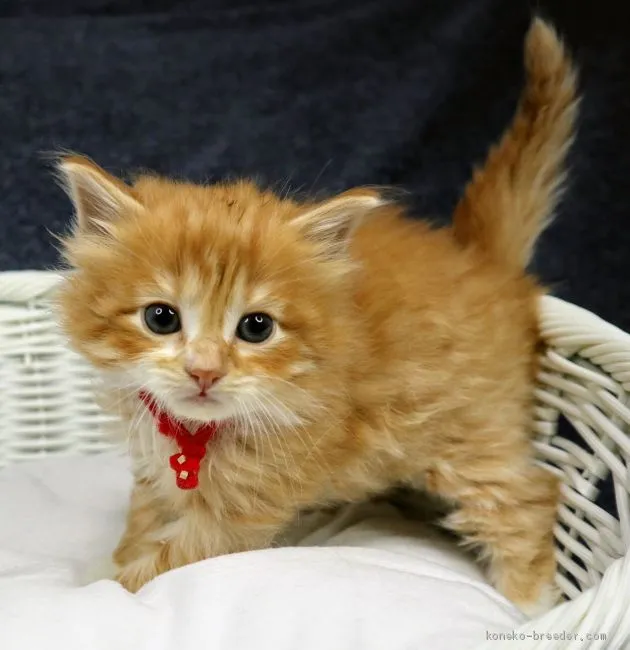 ID:2004-01001の子猫