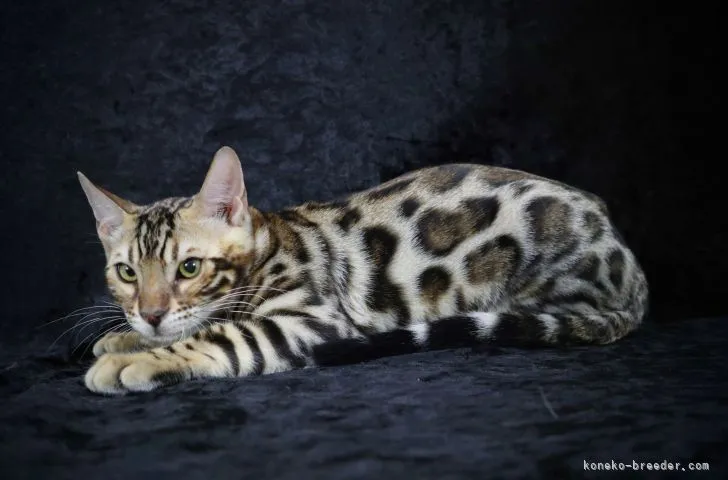 ID：2110-01263の子猫