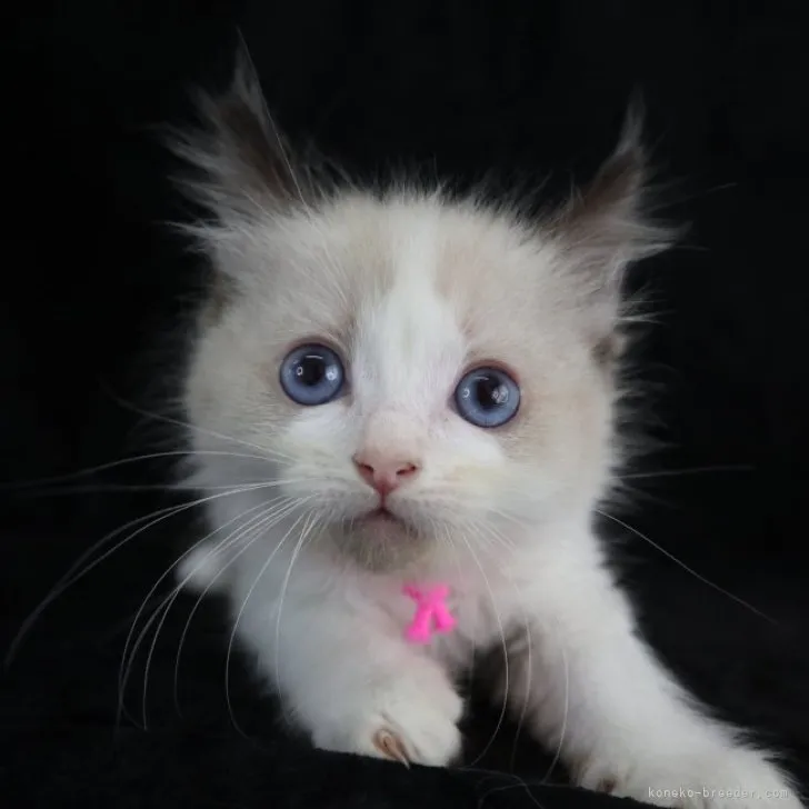 ID:2307-01213の子猫
