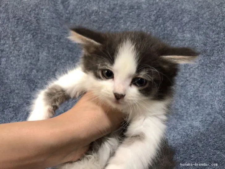 ID:1904-01406の子猫