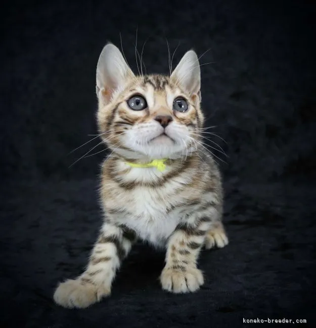 ID：2203-00920の子猫