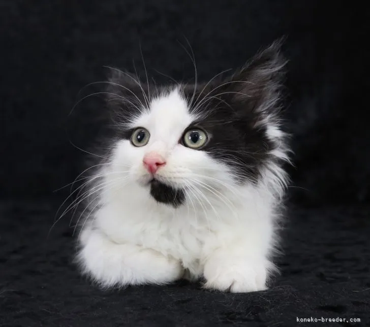 ID：2204-00331の子猫