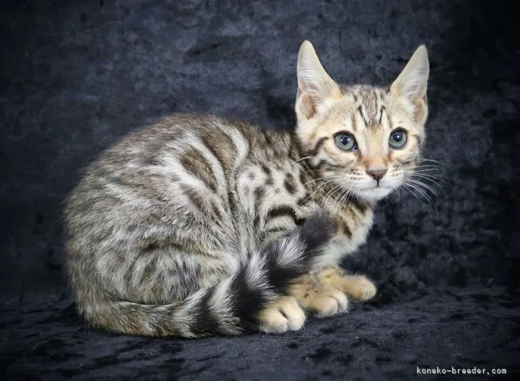 ID:2203-00412の子猫