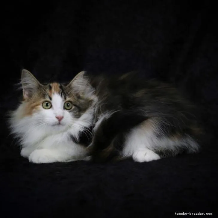 ID:2207-02834の子猫
