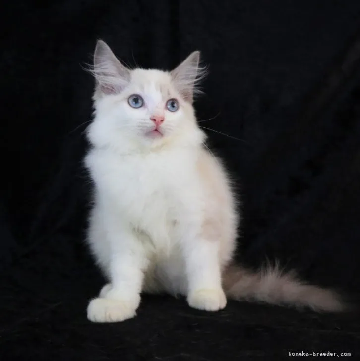 ID：2307-01230の子猫