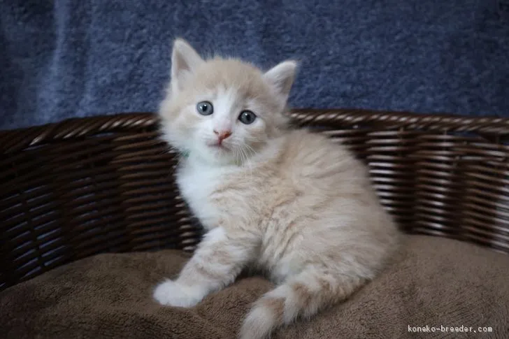 ID:1907-01115の子猫