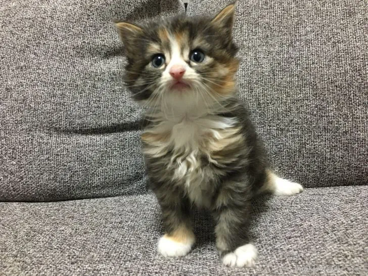 ID：1809-01365の子猫