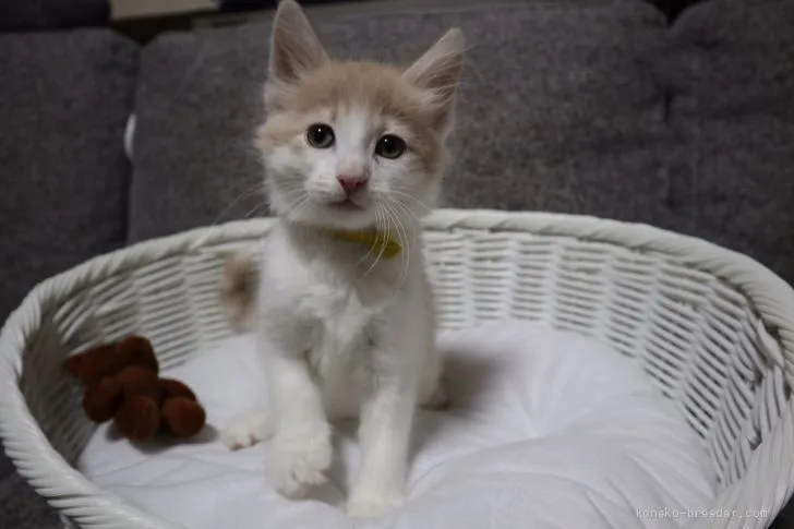 ID:1907-01114の子猫