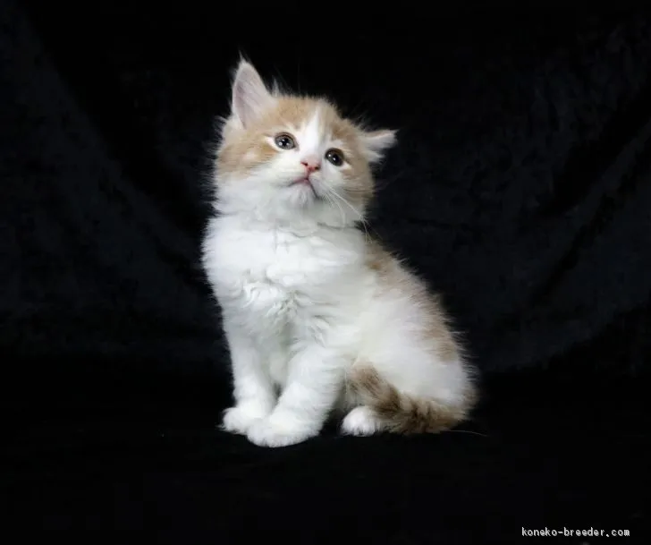 ID:2101-01352の子猫