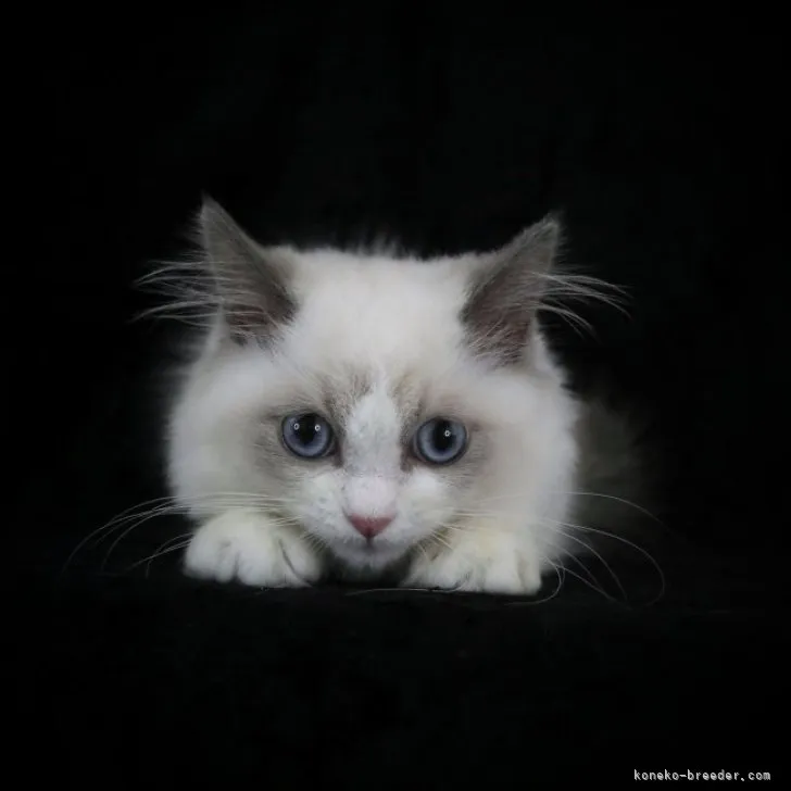 ID:2303-02398の子猫