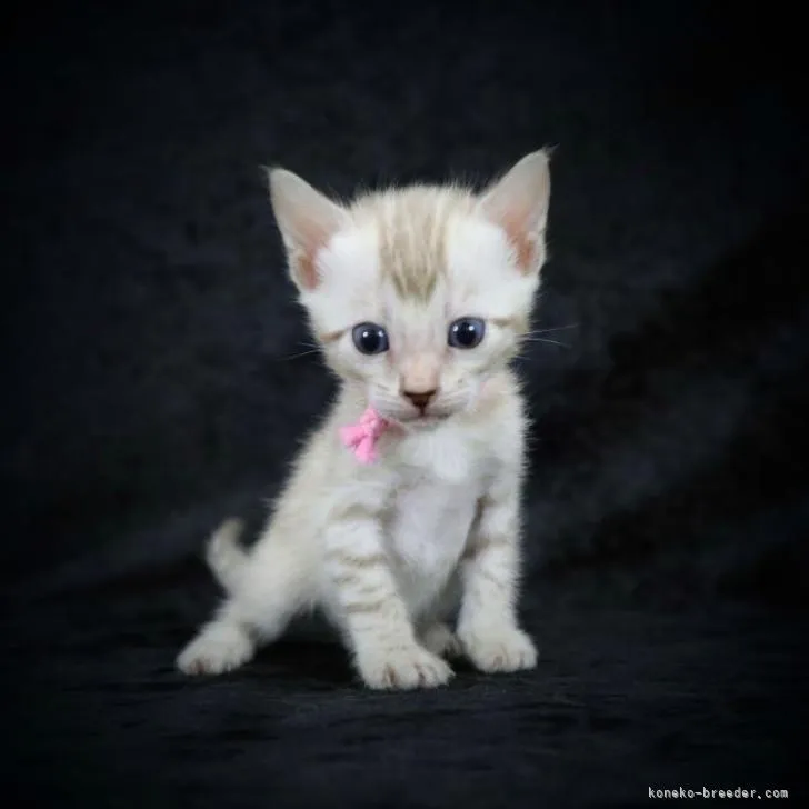 ID:2207-00593の子猫